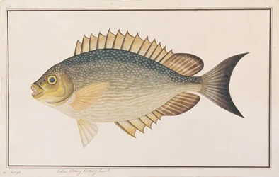 Rabbitfish, from Drawings of Fishes from Malacca, c.1805-18